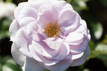 バラ　品種名・ブルーバユー/Rose-Blue Bajou