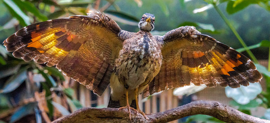 Earth Tones on a Courtship Full Wing Display on a  Sunbittern
