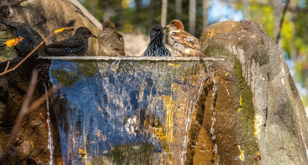 Earth Tones on a Quartet Of Starlings and Sparrows Taking a Bath in a Small Stream