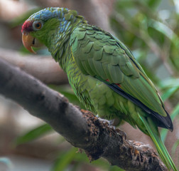 Bright Green, Red and Blue Plumage on the Profile of an Amazonian Parrot Against a Rain Forest Leafed Background