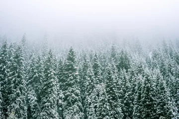 Foto auf Acrylglas Berge Winterwald. Fit-Tree-Wald bedeckt mit Nebelschwaden © allenkayaa
