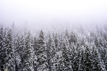 Mountains winter forest. Fit-tree forest covered in fog mist