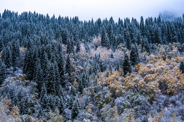Mountains winter forest. Fit-tree forest covered in fog mist
