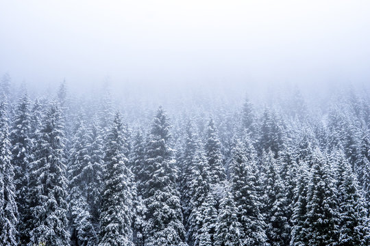 Fototapeta Mountains winter forest. Fit-tree forest covered in fog mist