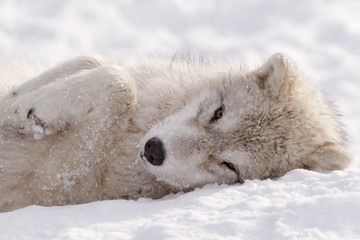 Arctic Wolf Pup Sleepy Time - 178170184