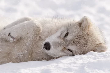 Crédence de cuisine en verre imprimé Loup Arctic Wolf Pup Sleepy Time