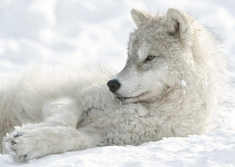 Arctic Wolf Pup 