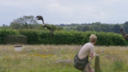  Bald eagle in flight lands on the glove of handler at conservation center