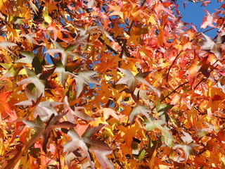 Liquidambar styraciflua, commonly called American sweetgum, in fall season with Its red, orange and yellow leaves