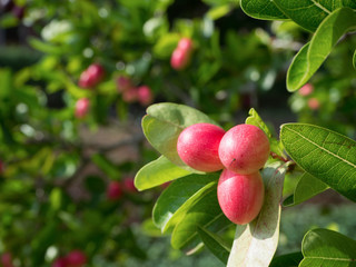 Bengal Currant