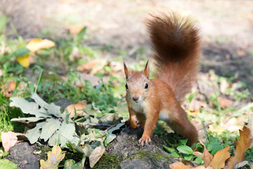 little red squirrel sitting on ground covered with fall dry leaves