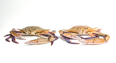 Blue crab isolated on white background in studio lights