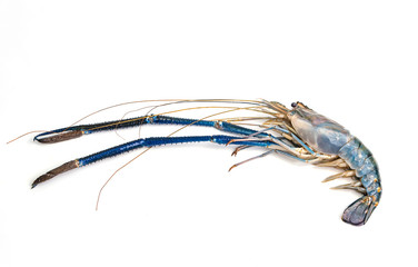 A big fresh river prawn are ready to cooking.