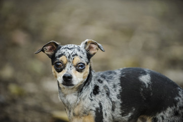 Naklejka na ściany i meble Chihuahua dog outdoor portrait against neutral background