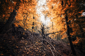 Leuchtende Wälder zur Herbstzeit im Harzer Land