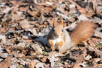 Naklejka na ściany i meble little red squirrel sitting on dry autumnal leaves in autumn park