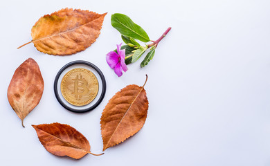Autumn design element. Bitcoin with flowers and leaves