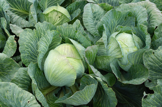 Background with a big fresh cabbage closeup. Cabbage on the bed.