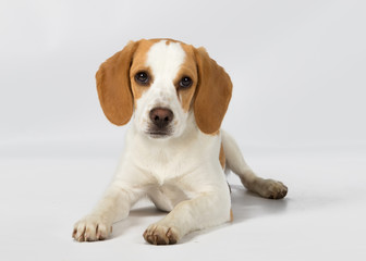 beagle dog