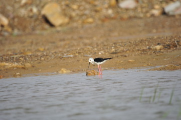 The sea bird