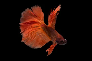 Gordijnen The moving moment beautiful of siam betta fish in thailand on black background. © Soonthorn