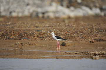 The sea bird