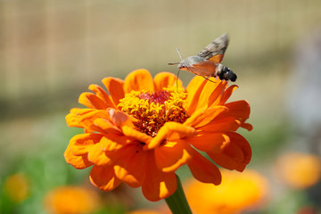 Hummingbird hawk-moth The hummingbird hawk-moth (Macroglossum stellatarum) is a species of moth. The hummingbird hawk-moth is distributed throughout the northern Old World from Portugal to Japan, but 