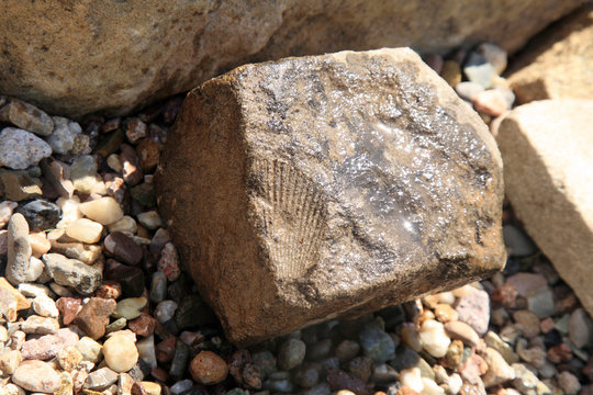 Fossil Shell Imprint In The Sediment