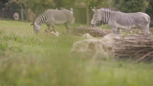  Zebra family at wildlife park, adult animals with young foal grazing on grass