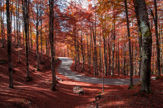 Fototapeta The autumn with foliage in the National Park of Abruzzo, Lazio and Molise (Italy) - An italian mountain natural reserve, with little old towns, the Barrea Lake, Camosciara, Forca d'Acero, Val Fondillo