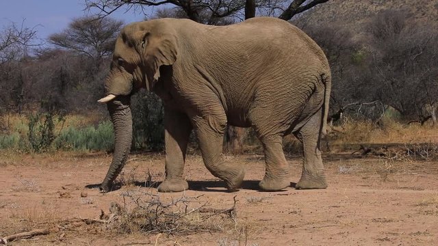 Elefant freilebend in Namibia