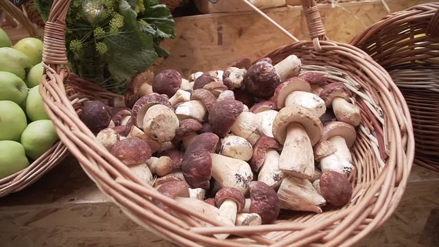 Many boletus edulis delicious organic mushrooms in a wooden wicker basket. Holiday autumn festival scene. Gourmet food,harvest and fall concept.