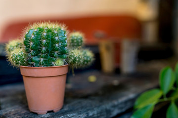 close-up barrel cactus