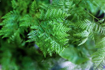 Beautyful ferns leaves green foliage natural floral fern background in sunlight.