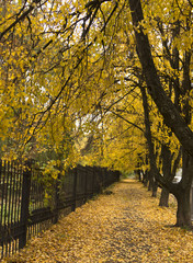 Fototapeta na wymiar Beautiful autumn park alley. with yellow leaves on the trees