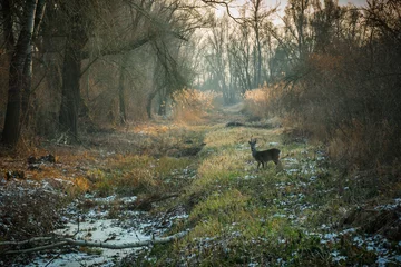 Fotobehang Winterdag in bos met besneeuwde grond en reeën © Luka Balkovic