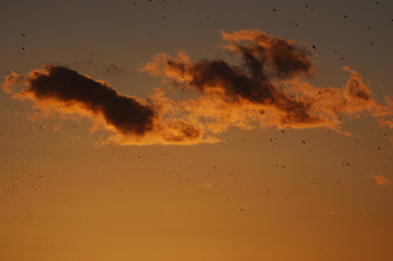 Fire Bird © Ola i Eryk