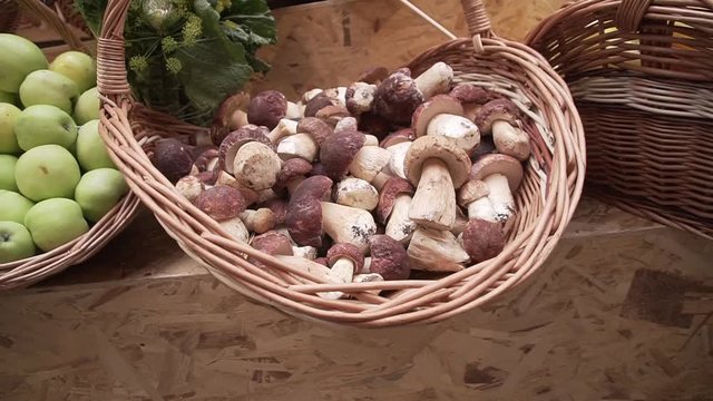 Many boletus edulis delicious organic mushrooms in a wooden wicker basket. Holiday autumn festival scene. Gourmet food,harvest and fall concept.