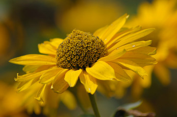 Kwiat Żółty
