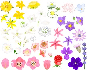 Set of flowers of different colors on white background