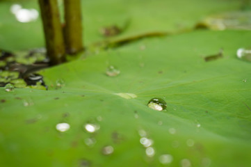 Green leaf water lily and water Drops on a lotus leaf in daylight with selective focus