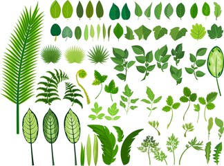 Set of green leaves of various shapes and sizes on white background