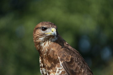 Falcon