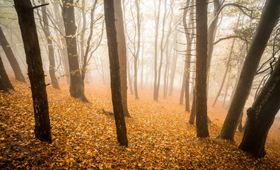 Misty autumn forest scene