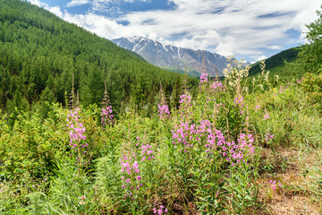 Chamaenerion angustifolium on mountain. View of North-Chuiskiy Range. Altai Republic, Russia