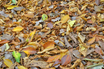 Herbstlaub auf Waldboden