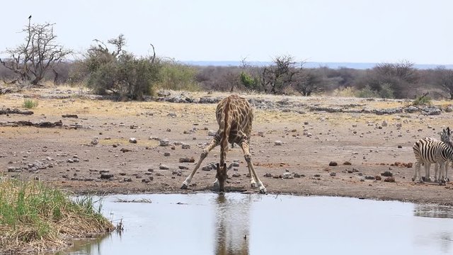 Giraffe stillt ihren Durst am Wasserloch, Etosha-Nationalpark