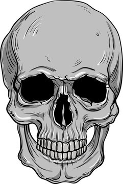 hand drawn anatomy skull . Vector