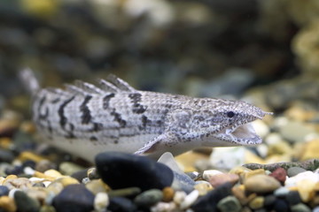 Polypterus delhezi. Tropical fish in the interior of the tank