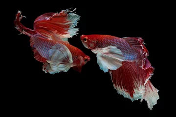 Stof per meter The moving moment beautiful of red siamese betta fish or half moon betta splendens fighting fish in thailand on black background. Thailand called Pla-kad or dumbo big ear fish. © Soonthorn